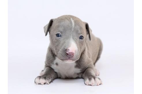 成約済の栃木県のイタリアングレーハウンド(イタグレ)-70464