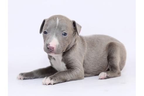 成約済の栃木県のイタリアングレーハウンド(イタグレ)-70464の3枚目