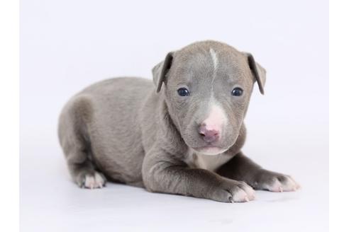 成約済の栃木県のイタリアングレーハウンド(イタグレ)-70464の2枚目