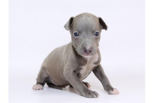 成約済の栃木県のイタリアングレーハウンド(イタグレ)-70465の3枚目