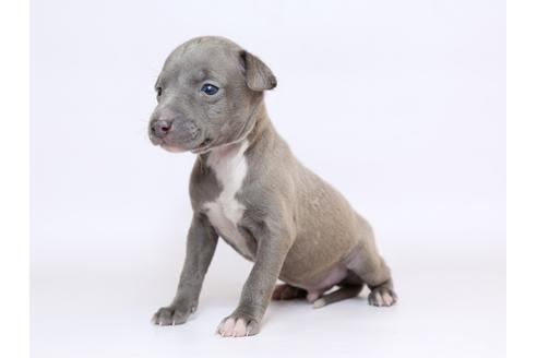 成約済の栃木県のイタリアングレーハウンド(イタグレ)-70465の2枚目