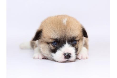 成約済の栃木県のウェルシュコーギーペンブローク-70467の1枚目