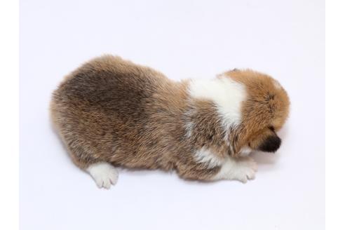 成約済の栃木県のウェルシュコーギーペンブローク-70467の3枚目