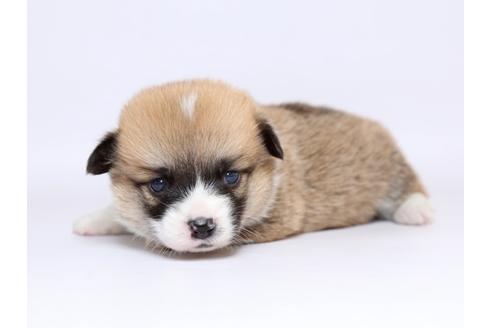 成約済の栃木県のウェルシュコーギーペンブローク-70467の2枚目