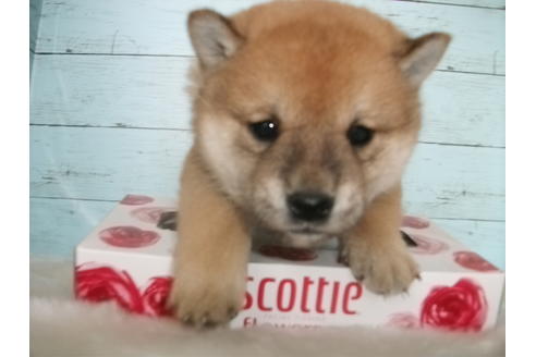成約済の埼玉県の柴犬-70478