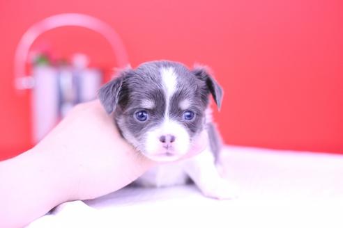 成約済の愛知県のチワワ(ロングコート)-69567の1枚目