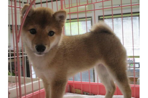 成約済の岡山県の豆柴-66540の1枚目