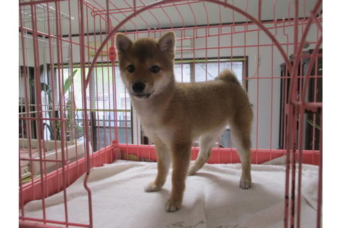 成約済の岡山県の豆柴-66540の2枚目