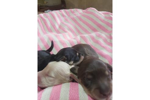 成約済の愛知県のミニチュアダックスフンド(ロングヘアード)-70525の3枚目