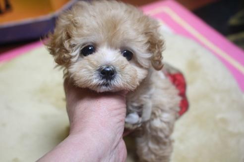 成約済の奈良県のトイプードル-70264の8枚目