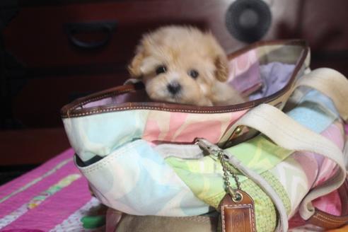 成約済の奈良県のトイプードル-70264の4枚目