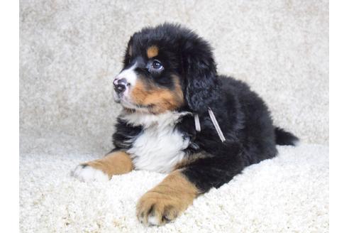 成約済の埼玉県のバーニーズマウンテンドッグ-69324の6枚目