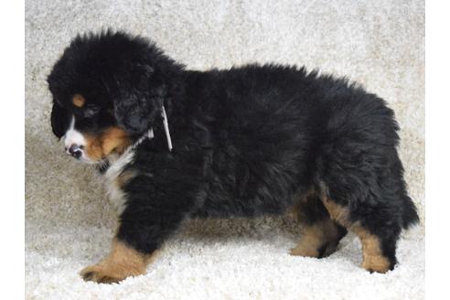 成約済の埼玉県のバーニーズマウンテンドッグ-69324の4枚目