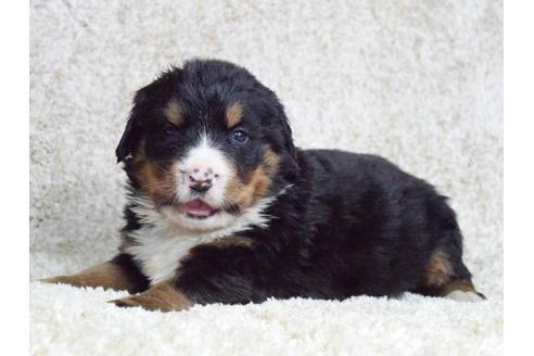 成約済の埼玉県のバーニーズマウンテンドッグ-69324の3枚目