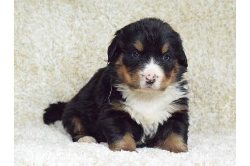 成約済の埼玉県のバーニーズマウンテンドッグ-69324の2枚目