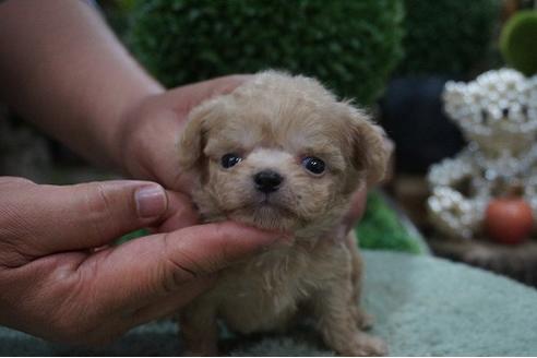成約済の京都府のミックス犬-70579