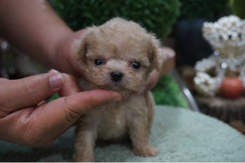 成約済の京都府のミックス犬-70579の3枚目