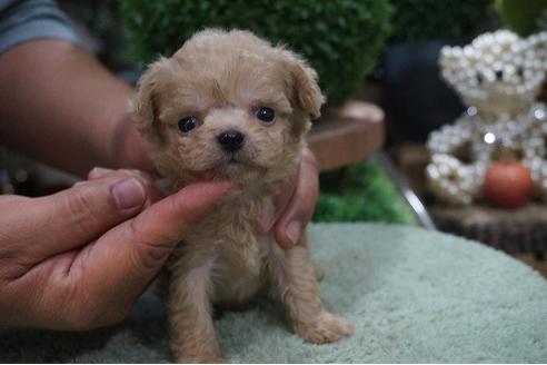 成約済の京都府のミックス犬-70579の2枚目