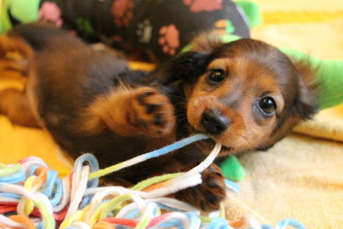 成約済の愛知県のカニンヘンダックスフンド(ロングヘアード)-68112の1枚目