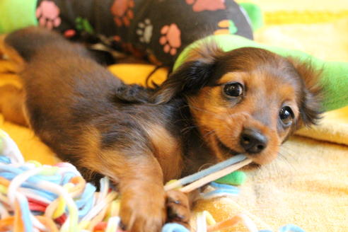 成約済の愛知県のカニンヘンダックスフンド(ロングヘアード)-68112の4枚目