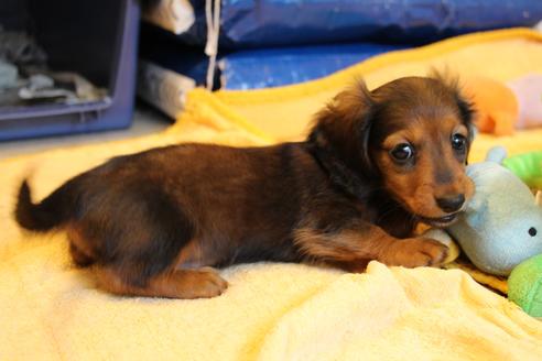 成約済の愛知県のカニンヘンダックスフンド(ロングヘアード)-68112の3枚目