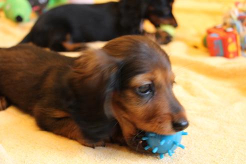 成約済の愛知県のカニンヘンダックスフンド(ロングヘアード)-68112の2枚目