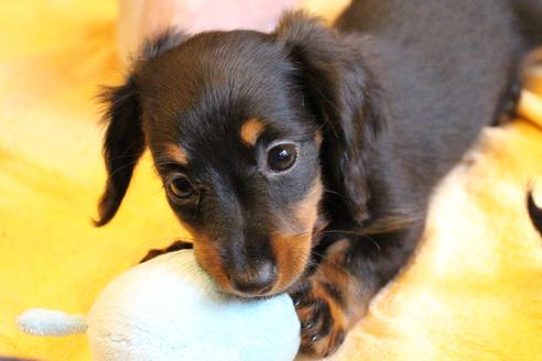 成約済の愛知県のカニンヘンダックスフンド(ロングヘアード)-68115の4枚目