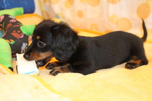 成約済の愛知県のカニンヘンダックスフンド(ロングヘアード)-68115の3枚目