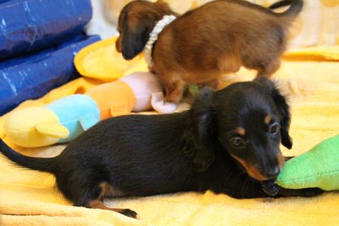 成約済の愛知県のカニンヘンダックスフンド(ロングヘアード)-68115の2枚目