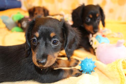 成約済の愛知県のカニンヘンダックスフンド(ロングヘアード)-68115