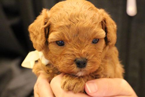 成約済の愛知県のトイプードル-69522の18枚目