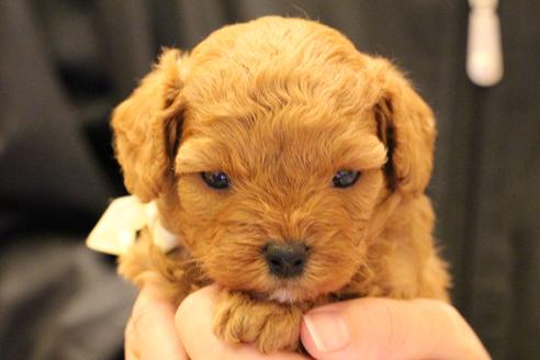 成約済の愛知県のトイプードル-69522の17枚目