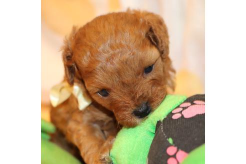 成約済の愛知県のトイプードル-69522の16枚目