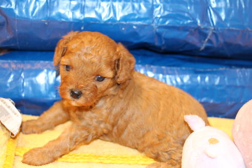 成約済の愛知県のトイプードル-69522の15枚目