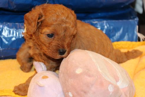 成約済の愛知県のトイプードル-69522の14枚目