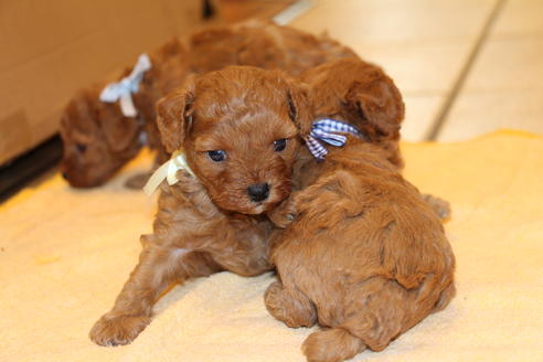 成約済の愛知県のトイプードル-69522の13枚目