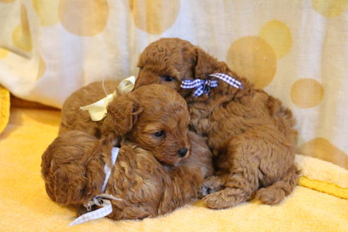 成約済の愛知県のトイプードル-69522の10枚目