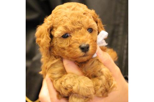 成約済の愛知県のトイプードル-69521の19枚目