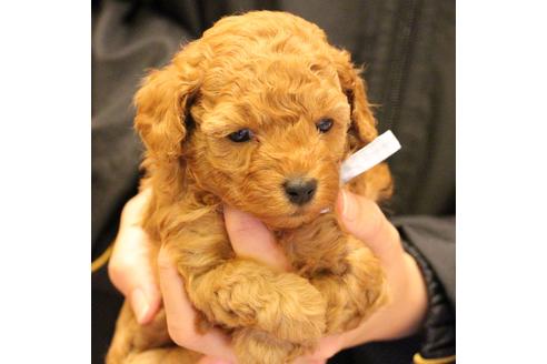 成約済の愛知県のトイプードル-69521の18枚目