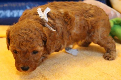 成約済の愛知県のトイプードル-69521の17枚目