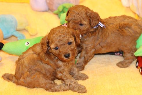 成約済の愛知県のトイプードル-69521の16枚目