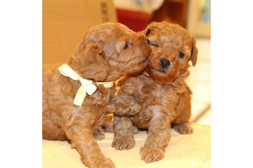 成約済の愛知県のトイプードル-69521の15枚目