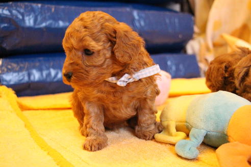 成約済の愛知県のトイプードル-69521の13枚目