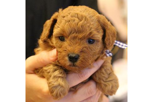 成約済の愛知県のトイプードル-69447の19枚目