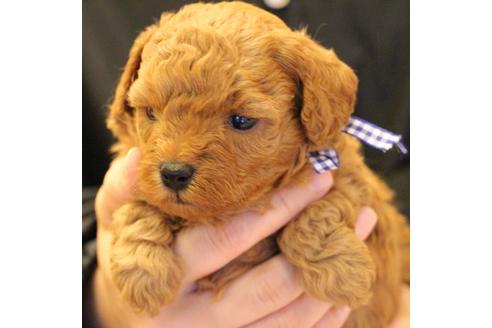 成約済の愛知県のトイプードル-69447の18枚目