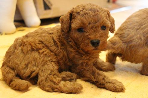 成約済の愛知県のトイプードル-69447の17枚目