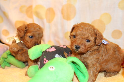 成約済の愛知県のトイプードル-69447の16枚目