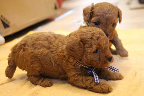 成約済の愛知県のトイプードル-69447の15枚目