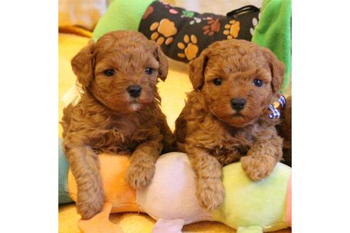 成約済の愛知県のトイプードル-69447の14枚目