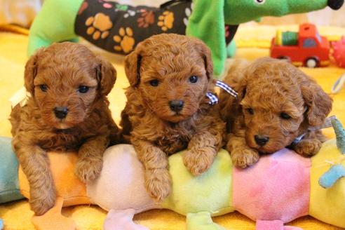 成約済の愛知県のトイプードル-69447の13枚目